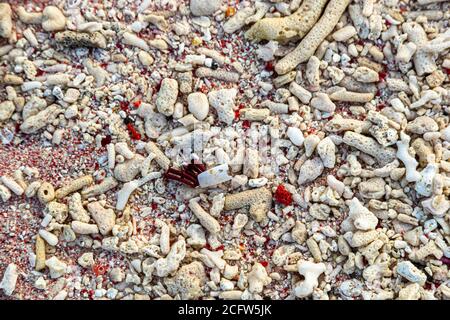 Le particelle del corallo rosso d'organo con i loro pixel creano l'impressione generale rosa della spiaggia rosa di Pulau Padar. La Tubipora Musica è una delle specie in via di estinzione e si verifica quasi esclusivamente in questa parte del mondo. Crociera con fuoco e draghi del vero Nord, Isole Sunda, Indonesia Foto Stock