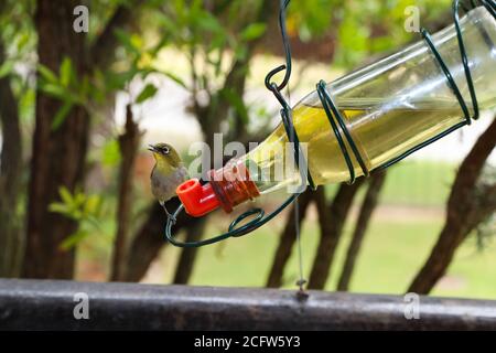 Uccello bianco-occhio di Capo in giardino (Zosterops pallidus) Foto Stock