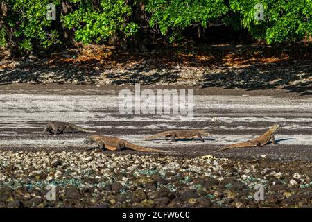 I draghi di Komodo sono specie animali in pericolo. Spesso si trovano in gruppi presso gli stand delle isole Komodo Foto Stock