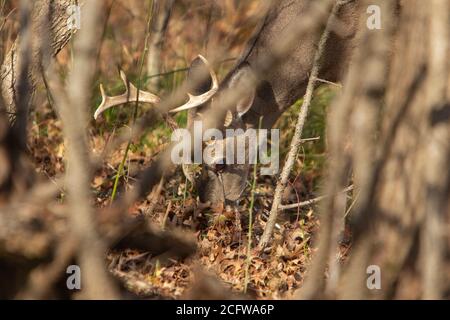 Culbianco Buck Deer Foto Stock