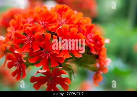 Fiori scarlatto di geranio rosso giardino. Geranio rosso fiorito nel giardino estivo Foto Stock