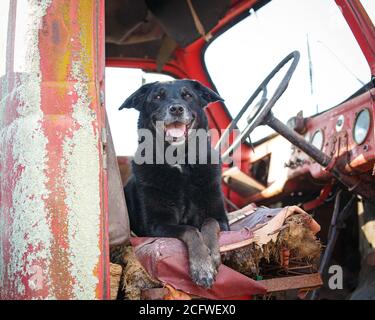Cane da fattoria che riposa in un vecchio camion Foto Stock