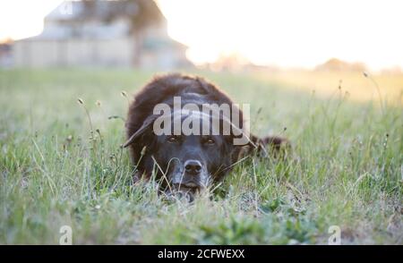 Cane Kelpie su una fattoria australiana Foto Stock