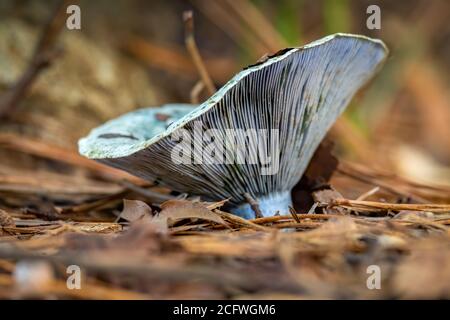 Un cappellino di latte di Indigo cresce nella foresta. Raleigh, Carolina del Nord. Foto Stock