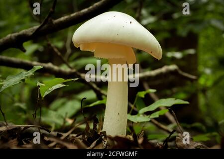 Un angelo distruttore orientale cresce alto nella foresta. Questa specie è estremamente tossica per gli esseri umani. Raleigh, Carolina del Nord. Foto Stock