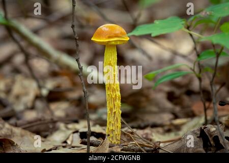 Dal pavimento della foresta sorge un funghi Bolete con stocchi sciagdati. Raleigh, Carolina del Nord. Foto Stock