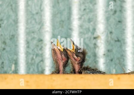 Due grey Shriketrush (Colluricincla harmonica) pulcini in un nido che mangia. Foto Stock