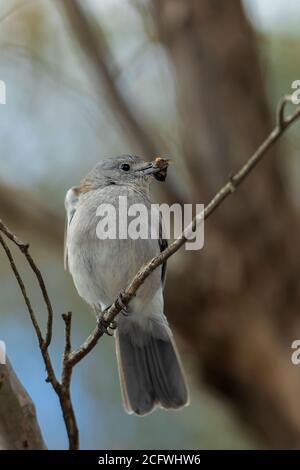 Grigio Shriketrush (Colluricincla harmonica) con il cibo nel suo becco appollaiato su un ramo Foto Stock