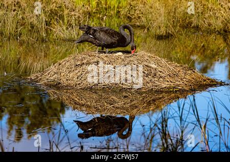 La madre cigno si fa sibilo sulle uova mentre cova i dazi all'Isabella Pond a Canberra, la capitale nazionale dell'Australia Foto Stock