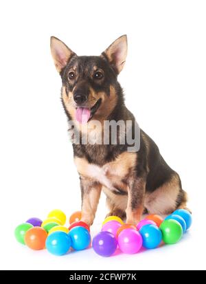 Swedish Vallhund davanti a uno sfondo bianco Foto Stock