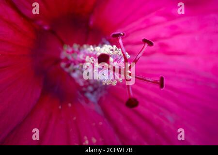 polline di fiori rosa e gambi ricettori all'interno del fiore Foto Stock