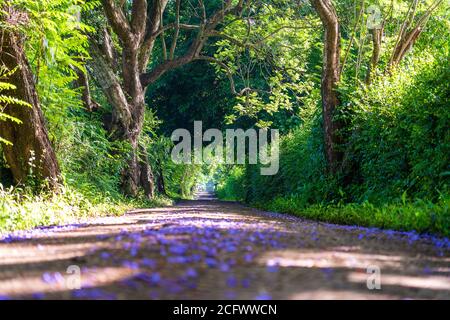 La lunga strada di strada accanto a grandi alberi verdi come la strada ad albero tunnel. Tanzania, Africa orientale. Foto Stock