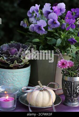 decorazione giardino autunno con fiori viola, zucca bianca e candela Foto Stock