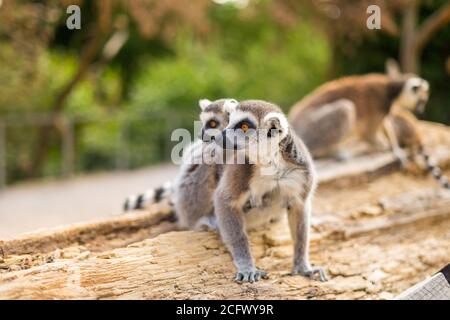 Divertente famiglia di lemuri con coda ad anello. Foto Stock