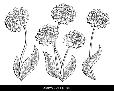 Dahlia fiore grafico nero bianco isolato disegno vettore Illustrazione Vettoriale