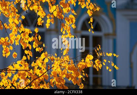 Ramo di betulla autunnale con foglie incandescenti su sfondo architettonico sfocato (Tsarskoe Selo, San Pietroburgo) Foto Stock