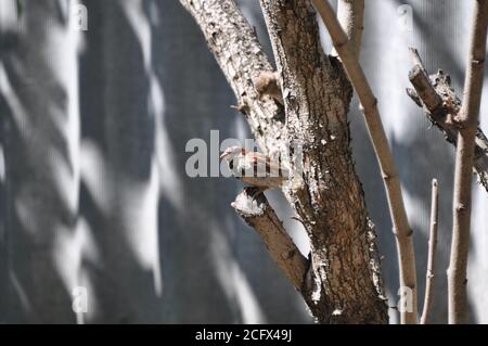 Un passero si siede su un albero in una giornata luminosa e soleggiata. Foto Stock