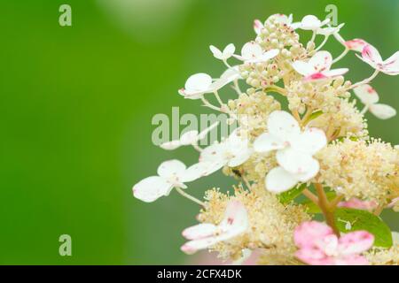 Bianco Hydrangea fiore fiorisce su sfondo verde Foto Stock
