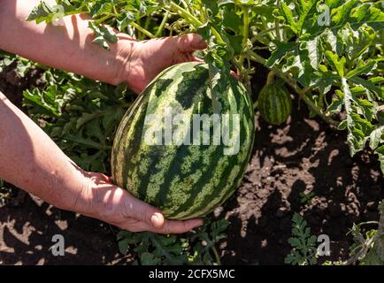 Un colpo ravvicinato di un coltivatore che tiene un melone d'acqua e che sta per raccoglierlo. Concetto agricolo e agricolo. Foto Stock
