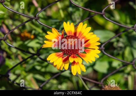 Primo piano di un bel fiore giallo Gaillardia con un centro rosso. Recinzione cablata sullo sfondo. Sfocato. Foto Stock
