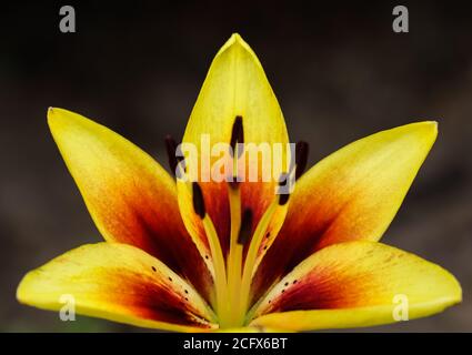 Bel giglio giallo rosso su sfondo scuro Foto Stock