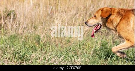 Un colpo di un cane bruno che corre e caccia nel paese. Campo di campagna come sfondo. Scatto panoramico con spazio per la copia. Foto Stock