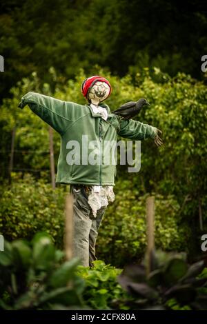 Uno Scarecrow si trova in un campo che protegge le colture Foto Stock