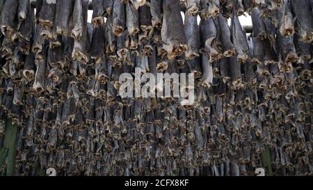 Pesce secco appeso su scaffali di legno nell'industria dello Stockfish di Henningsvaer sull'isola di Lofoten, Norvegia. Foto Stock