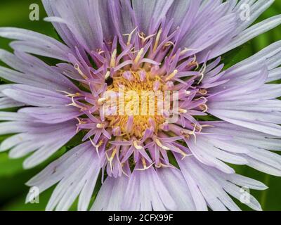 Macro di un Mauve pastello Stokes Astro fiore con un centro giallo Foto Stock