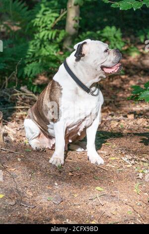 Old English Bulldog, 11 anni, si trova in un ambiente naturale nei boschi Foto Stock