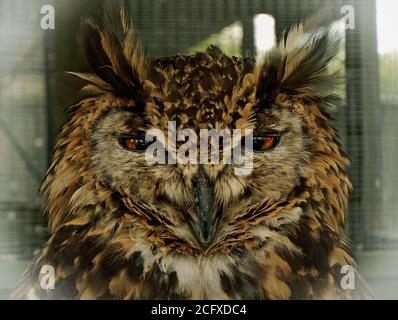 Immagine full frame di una testa di gufo Eagle che guarda direttamente nella fotocamera Foto Stock