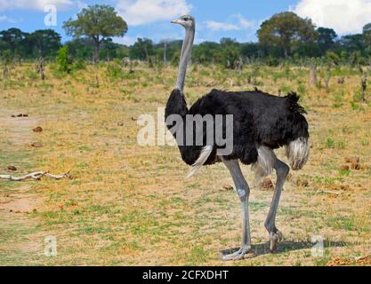 Struzzo maschio in piedi sulle pianure aperte sul Parco Nazionale di Hwange, Zimbabwe Foto Stock