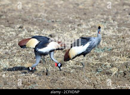 Tre gru incoronate che foraggiano sulle pianure nel Paark Nazionale di Luangwa del Sud. Precedentemente conosciuto come Cranes Crested. Sono sulla lista in pericolo IUCN Foto Stock