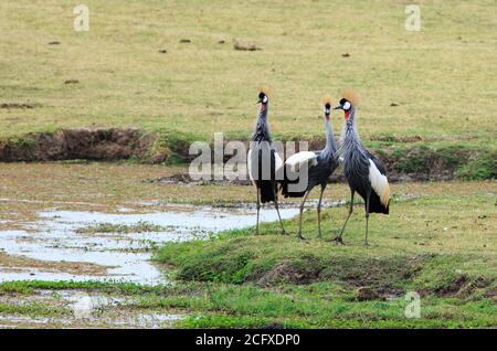 Famiglia di Gry Crane incoronate , (Baleari regolorum), precedentemente noto come cranes crestate - sulla savana africana aperta, South Luangwa National Park, Foto Stock
