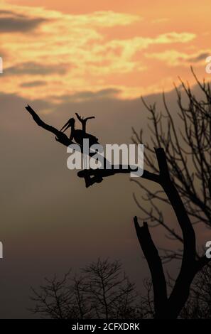 Silhouette di una maribou Stork (Leptoptilos crumenifer) che riposa su un ramo al tramonto, con un cielo arancione e le nuvole nel South Luangwa National Park Foto Stock