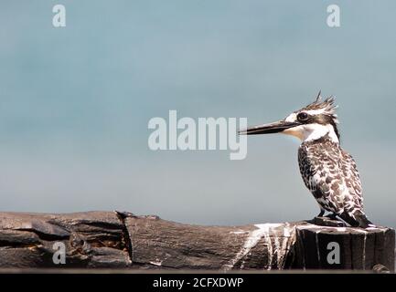 Pied Kingfisher appollaiato su un palo di legno nero con un sfondo blu vuoto Foto Stock