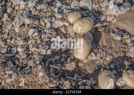 Patate raccolte lasciate sul terreno, a causa di una fuoriuscita di carico o scartate a causa della qualità. Anche se non riusciva a vedere molti malvagi. Foto Stock