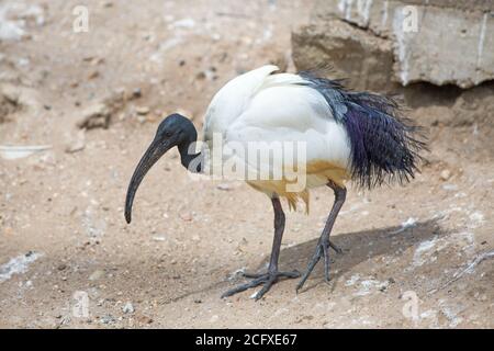 Ibis con testa nera - in cattività Foto Stock