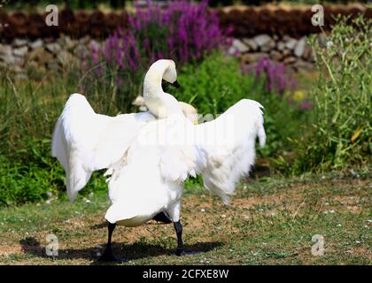 Bewicks Swan che batte le ali contro uno sfondo naturale di prateria - la sfocatura del movimento è visibile sull'ala Foto Stock