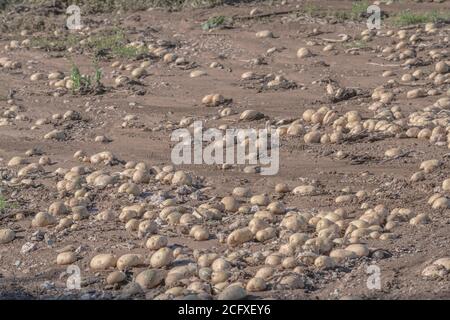 Patate raccolte lasciate sul terreno, a causa di una fuoriuscita di carico o scartate a causa della qualità. Anche se non riusciva a vedere molti malvagi. Foto Stock