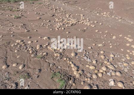 Patate raccolte lasciate sul terreno, a causa di una fuoriuscita di carico o scartate a causa della qualità. Anche se non riusciva a vedere molti malvagi. Foto Stock