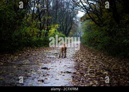 Passeggiate nella Foresta Foto Stock