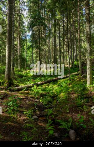 Scena a sentieri escursionistici nel parco nazionale di Nuuksio, Espoo, Finlandia. Foto Stock