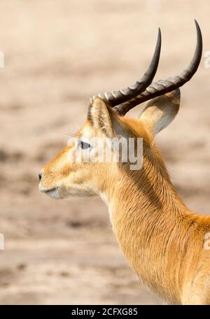 Puku maschio (Kobus vardonii), testa con buon dettaglio su corna e viso. Luangwa meridionale, Zambia Foto Stock