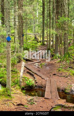 Scena a sentieri escursionistici nel parco nazionale di Nuuksio, Espoo, Finlandia. Foto Stock