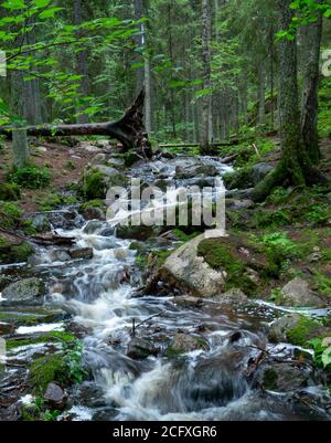 Scena a sentieri escursionistici nel parco nazionale di Nuuksio, Espoo, Finlandia. Foto Stock