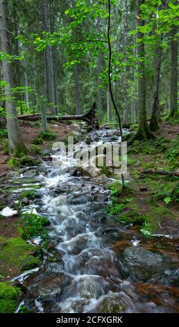 Scena a sentieri escursionistici nel parco nazionale di Nuuksio, Espoo, Finlandia. Foto Stock