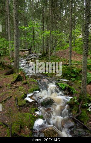 Scena a sentieri escursionistici nel parco nazionale di Nuuksio, Espoo, Finlandia. Foto Stock