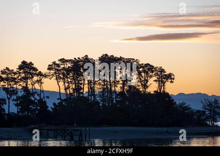 Alberi sull'isola di Haulashore a Tasman Bay, Nelson, Isola del Sud, Nuova Zelanda Foto Stock