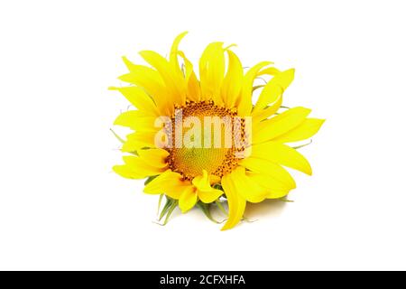 Bellissimo girasole singolo isolato su sfondo bianco Foto Stock